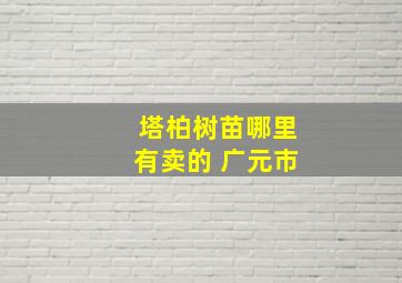 塔柏树苗哪里有卖的 广元市